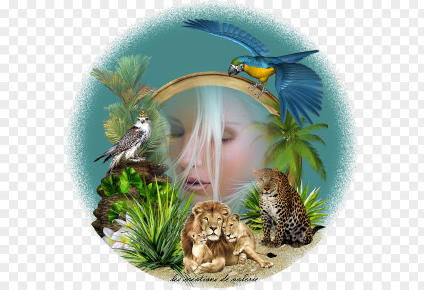 Lion Wildlife Ecosystem Fauna Beak PNG