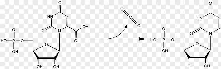 Orotidine 5'-phosphate Decarboxylase 5'-monophosphate Decarboxylation Uridine Monophosphate Ribose 5-phosphate PNG
