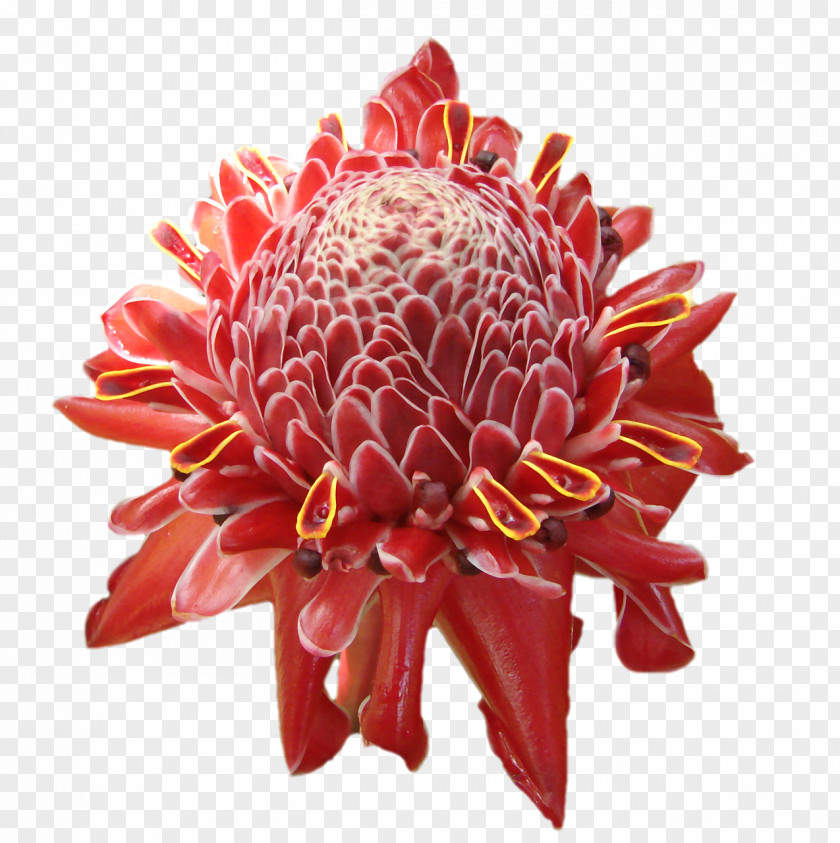Tropical Flower Tropics Petal Clip Art PNG