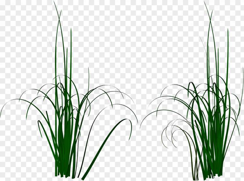 Grass Photography Download Clip Art PNG