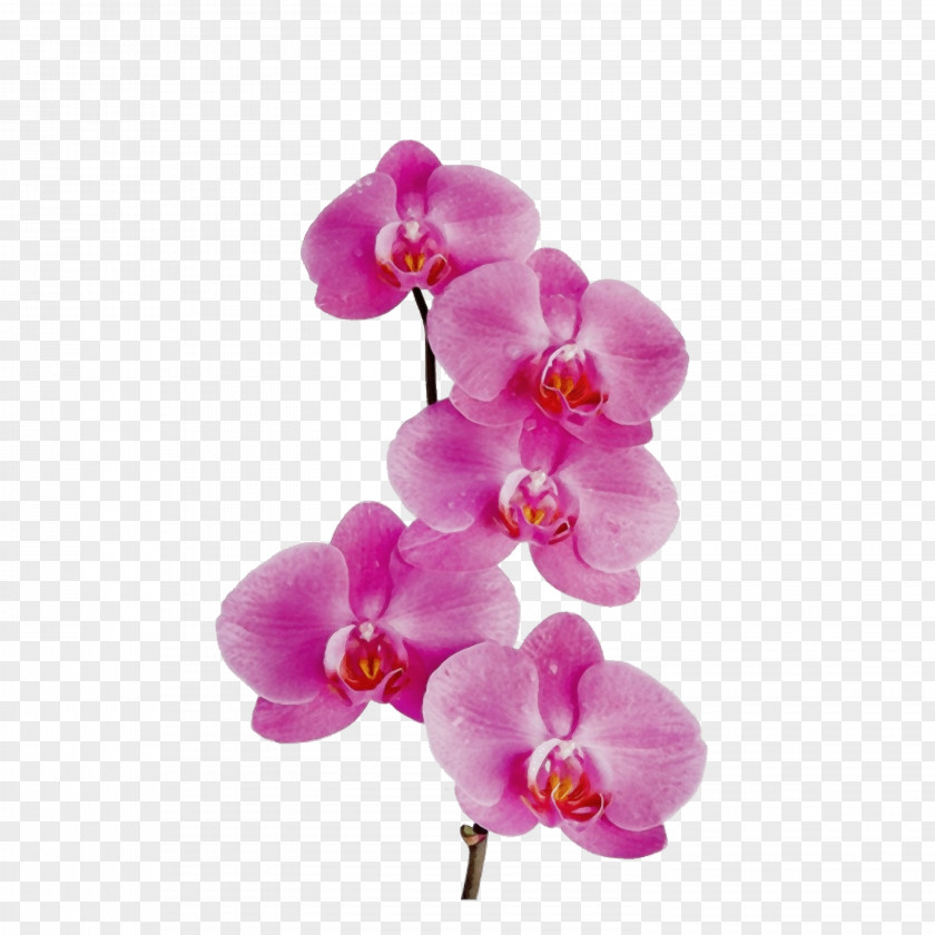 Magenta Orchid Flower Flowering Plant Moth Petal Pink PNG