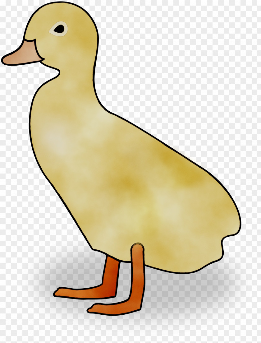 Mallard Duck Goose Chicken Fowl PNG
