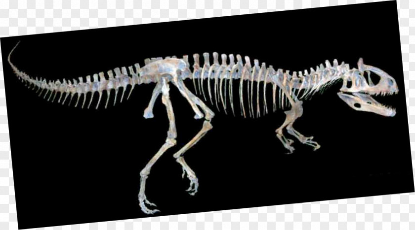 Skeleton Tyrannosaurus Cryolophosaurus Velociraptor Orton Geological Museum PNG
