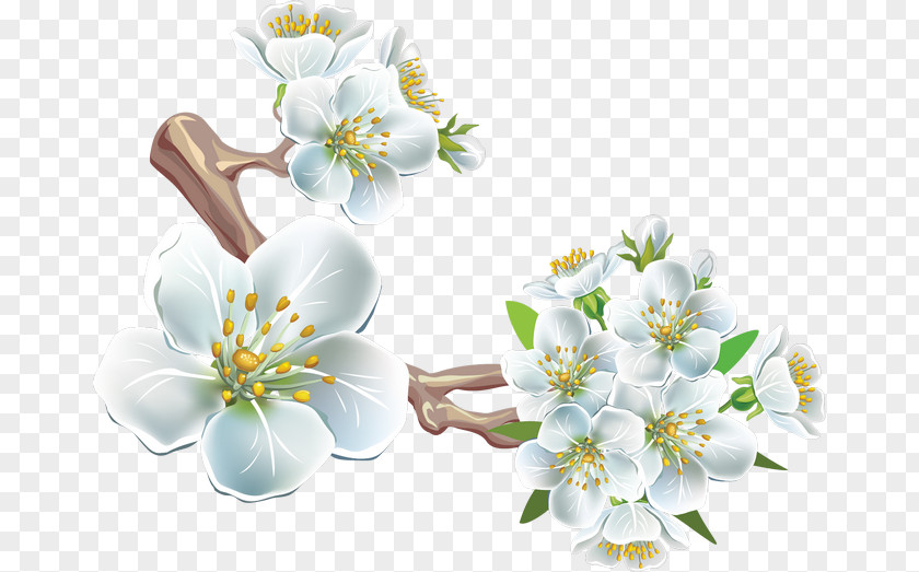 White Pear Flower PhotoScape Clip Art PNG
