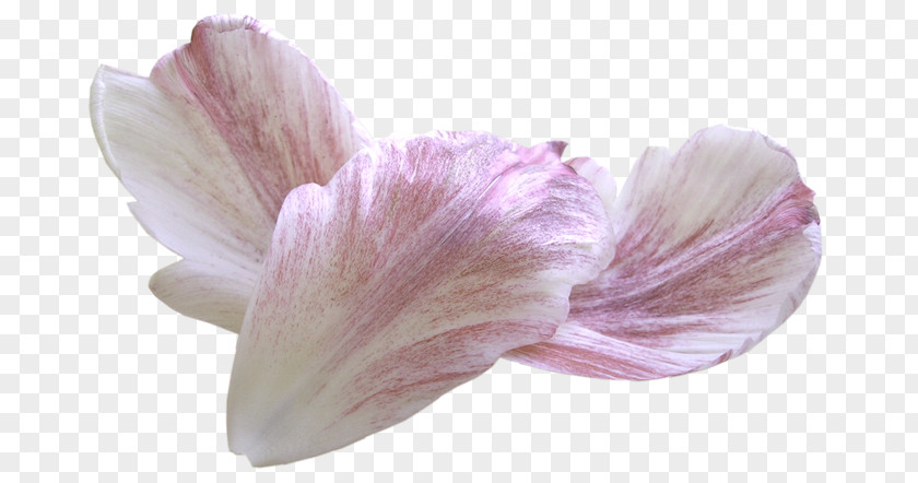 White Petal Flower Clip Art PNG