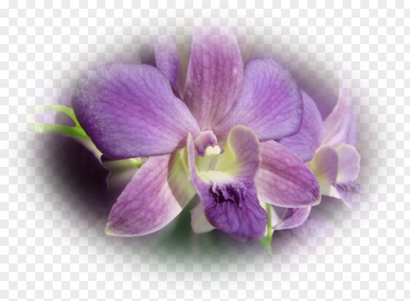 Orchidee Moth Orchids Dendrobium PNG