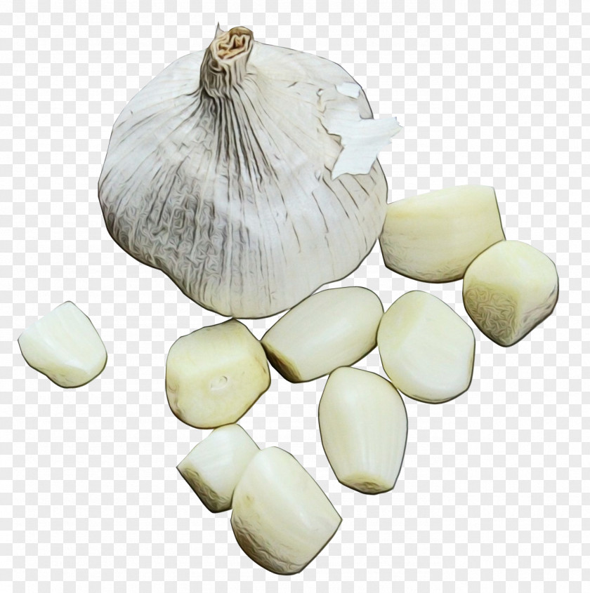 Amaryllis Family Plant Onion Cartoon PNG