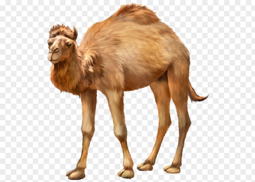 Bactrian Camel Dromedary Stock Photography Royalty-free PNG