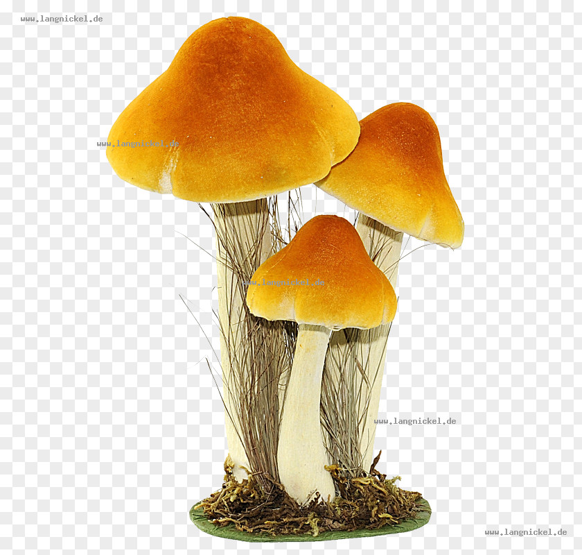 Fungus Edible Mushroom Yellow Orange Centimeter PNG