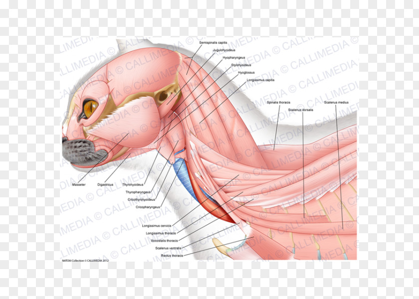 Nose Ischiocavernosus Muscle Neck Thumb Anatomy PNG