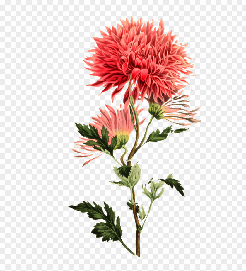 Plant Stem Chrysanthemum Safflower Cut Flowers Annual PNG