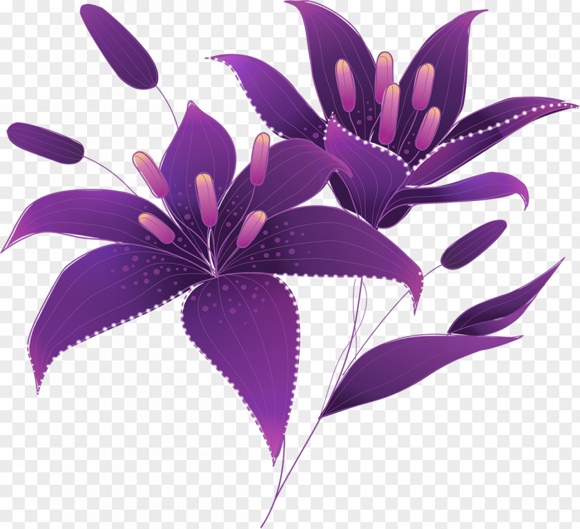 Plum Arum-lily Purple Drawing Lilium Clip Art PNG
