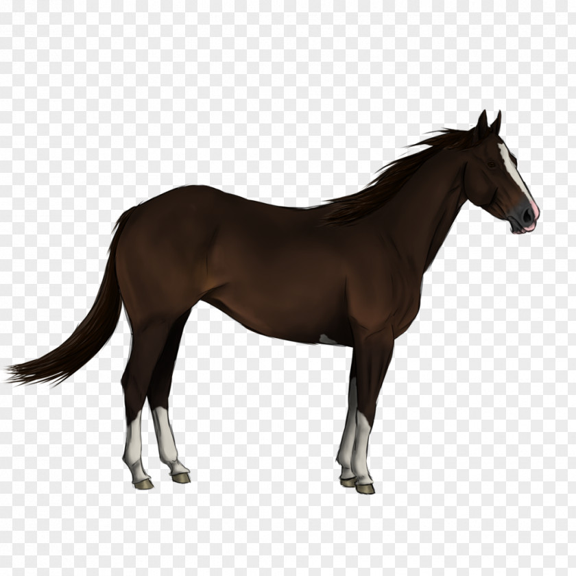 Quarter Horse Andalusian Friesian Arabian Shire Entlebucher Mountain Dog PNG