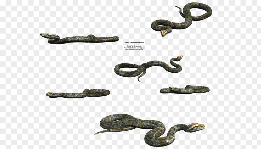 Snale Snake Vipers Burmese Python PNG