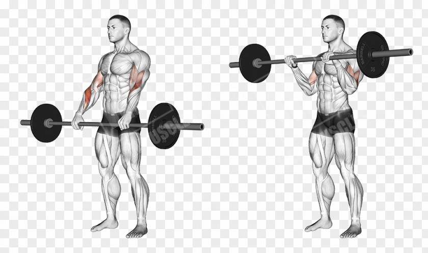 Arm Muscle Biceps Curl Barbell Exercise Dumbbell PNG