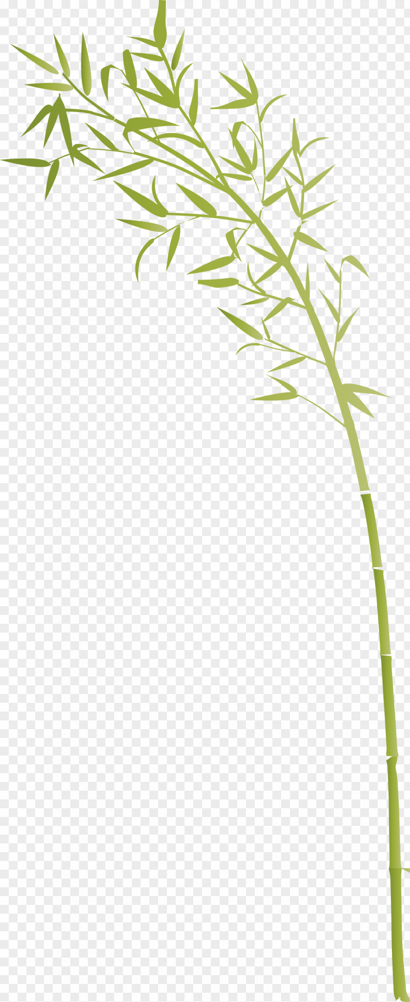 Bamboo Leaf PNG