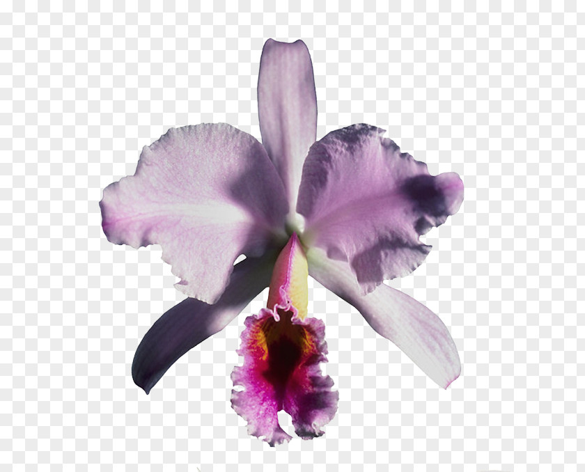 Beautiful Orchids Crimson Cattleya Clip Art JPEG PNG