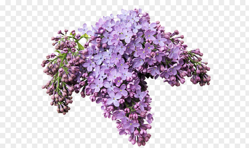 Lilac Lilacs In A Window Flower Internet PNG