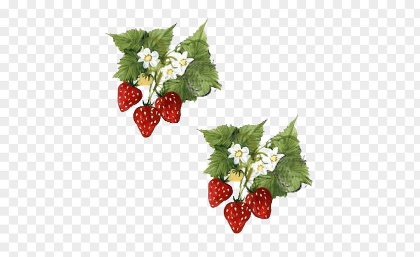 Native Raspberry Flower Paper PNG