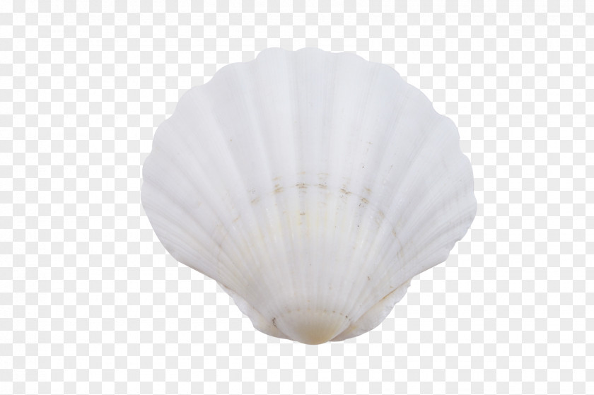Seashell Conch PNG