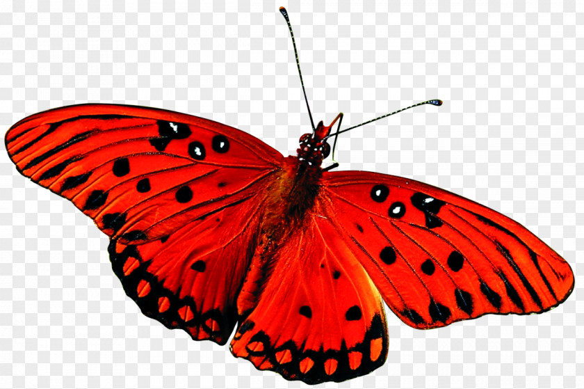 Butterfly Insect Desktop Wallpaper Red PNG