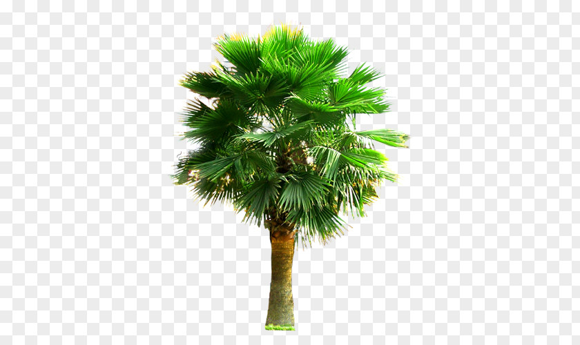 Large Palm Trees III Arecaceae Tree Plant PNG
