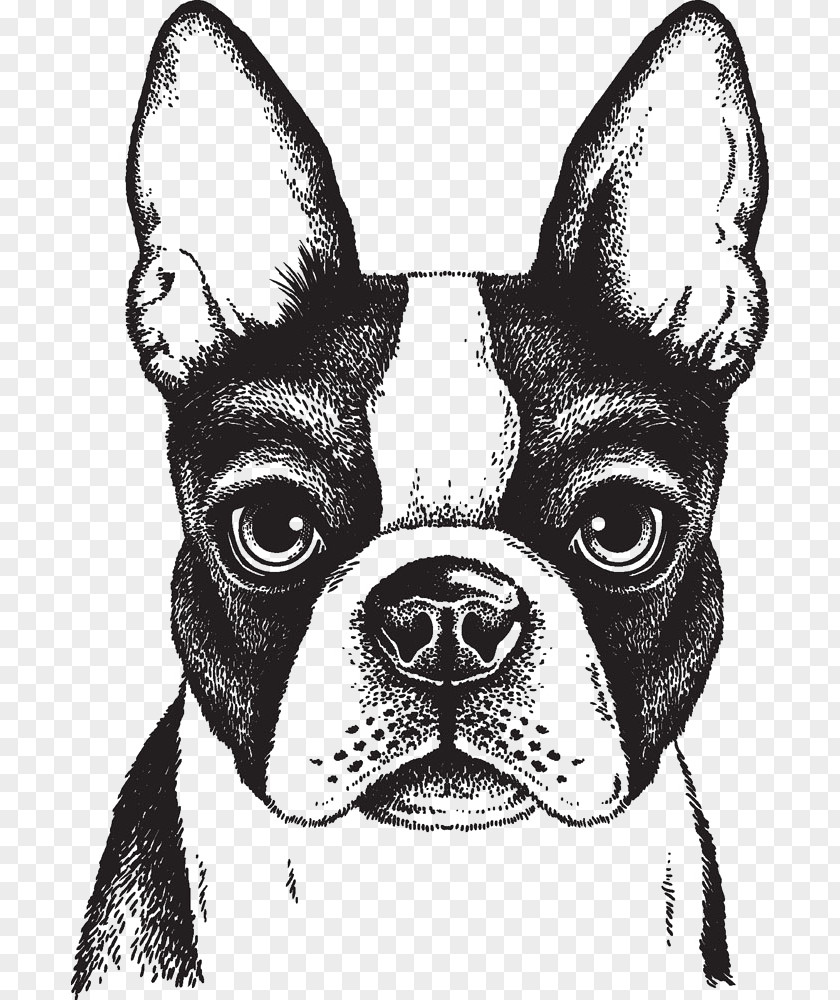 Painted Dog Boston Terrier French Bulldog Puppy PNG