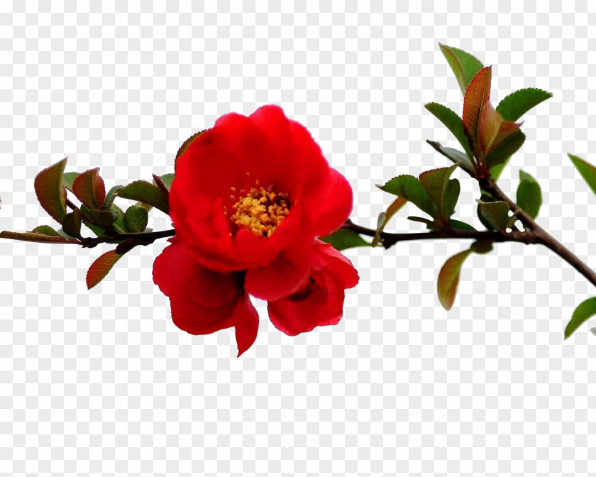 Pomegranate Red Tree Branches Flower Branch PNG