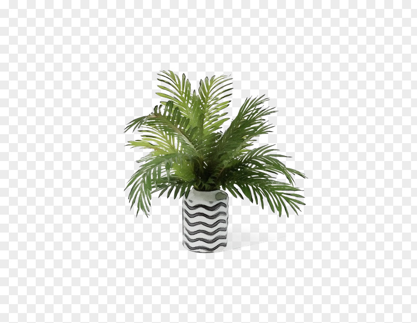 Woody Plant Flower Palm Tree PNG