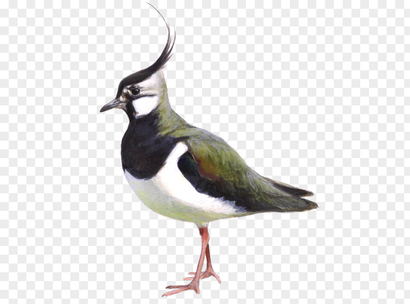 Bird BirdLife Netherlands Northern Lapwing Black-tailed Godwit Weidevogel PNG
