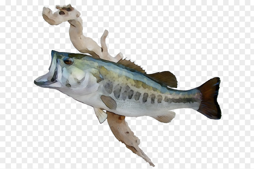 Bonyfish Toy Fish Figurine Bass Northern Largemouth PNG