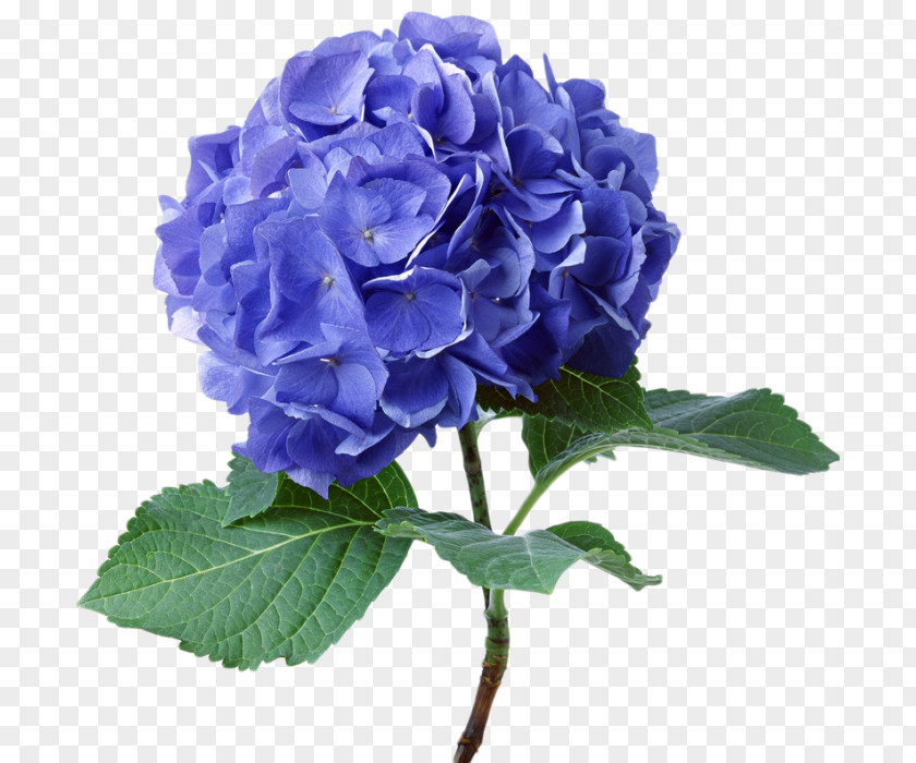 Flower French Hydrangea Seed Color Plant PNG