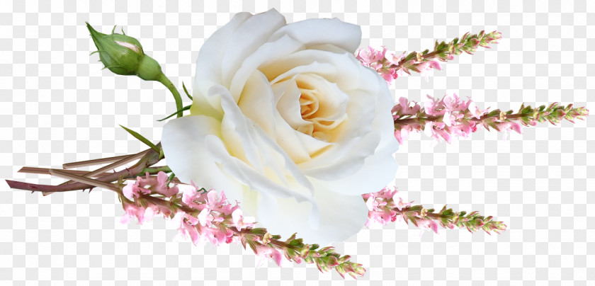 Garden Roses PNG