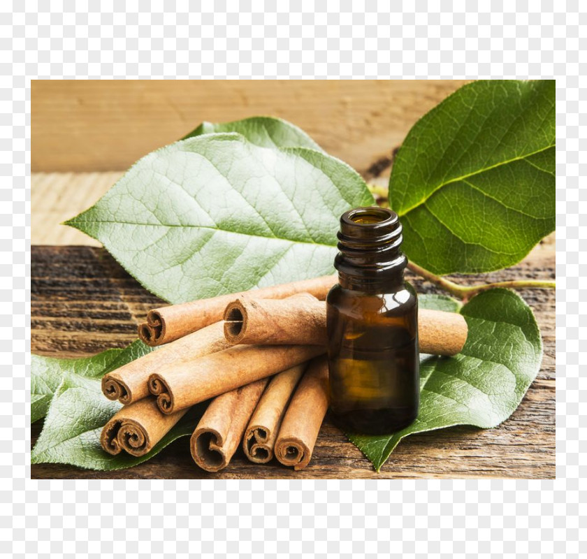 Oil Distillation Cinnamon Leaf Essential PNG