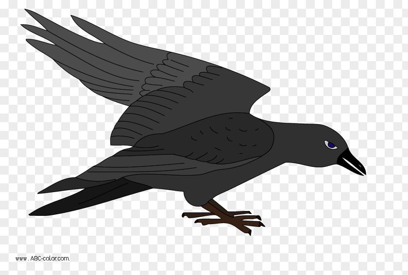 Raven Bird Drawing Clip Art PNG