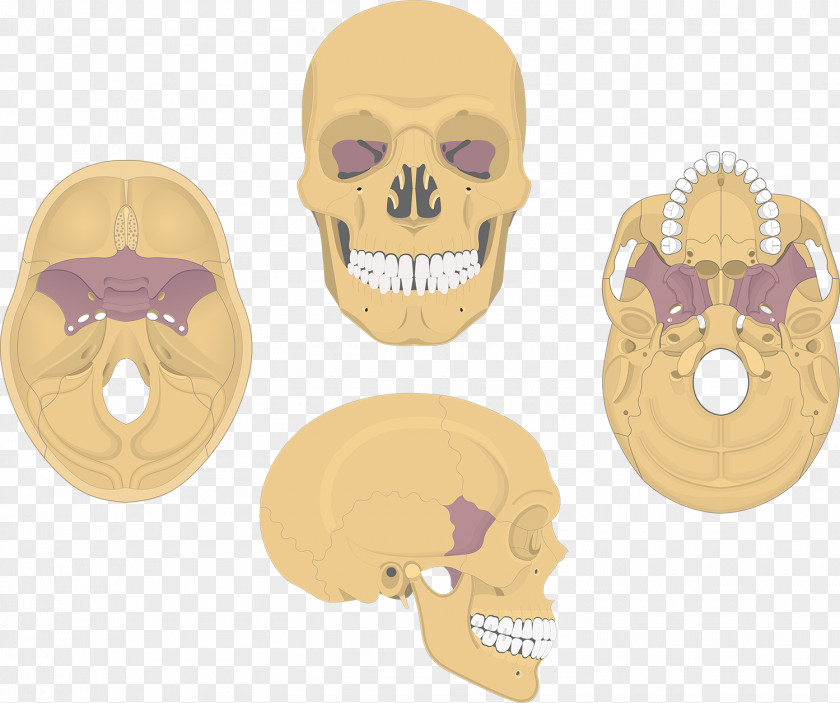 Skull Sphenoid Bone Anatomy Palatine PNG