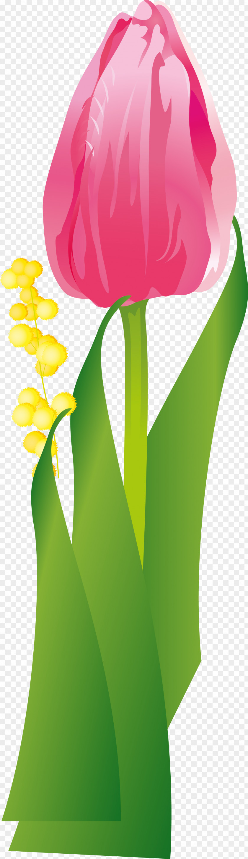 Tulip Flower Leaf PNG