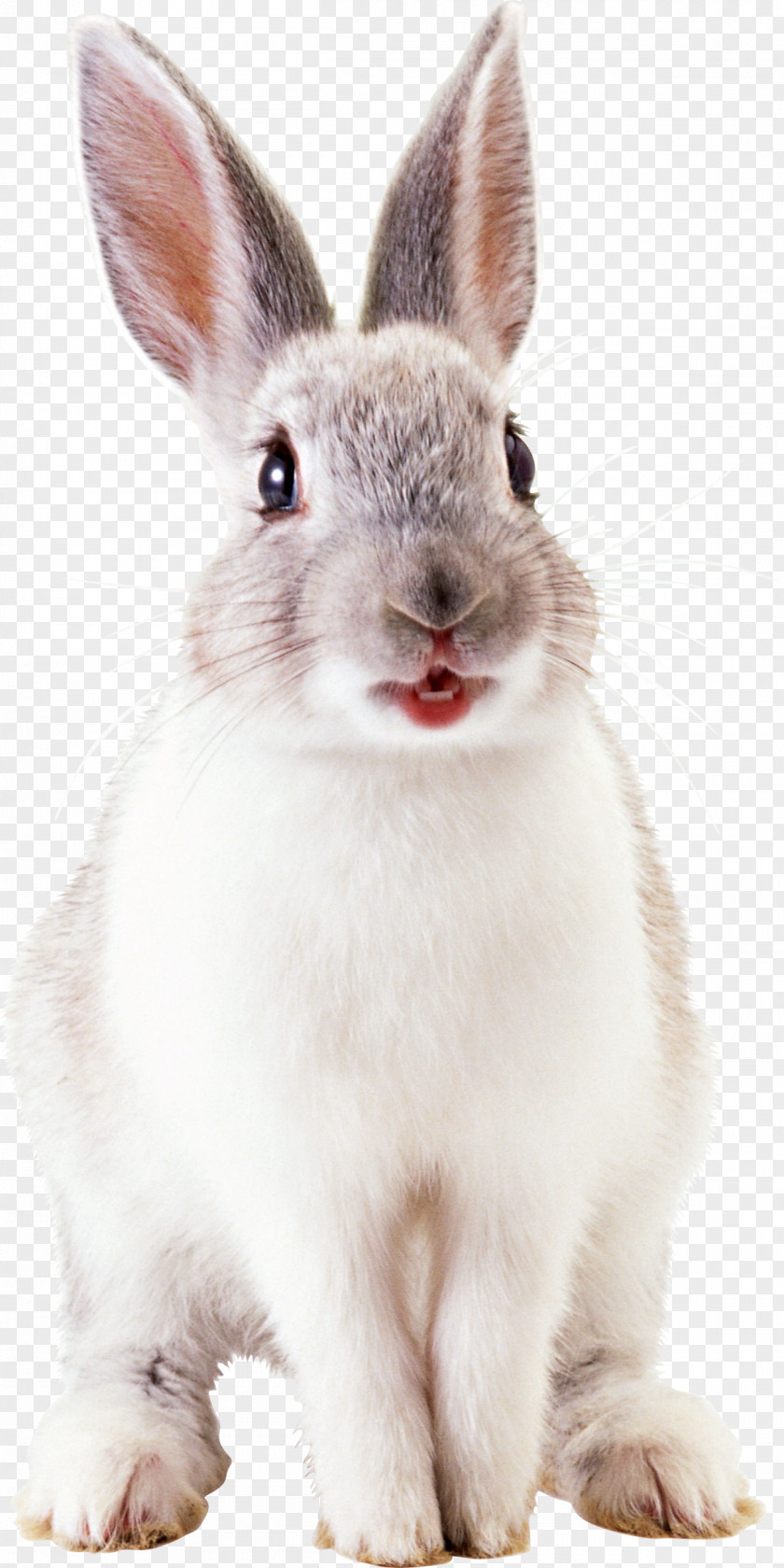 White Rabbit Image Leporids European PNG