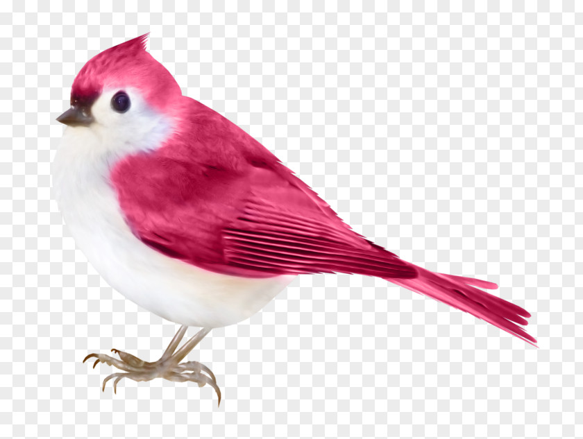 Bird Violet PNG