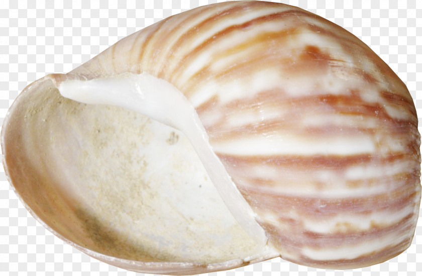 Conch Seashell Conchology Clam Clip Art PNG