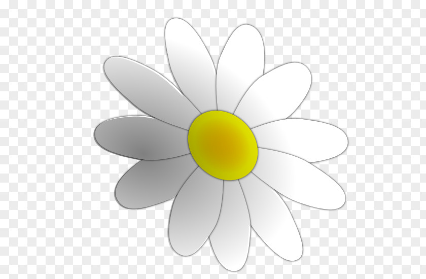 Daisy Family Wildflower Flower Background PNG