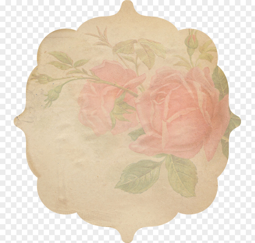 Design Cabbage Rose Floral Cut Flowers Petal PNG