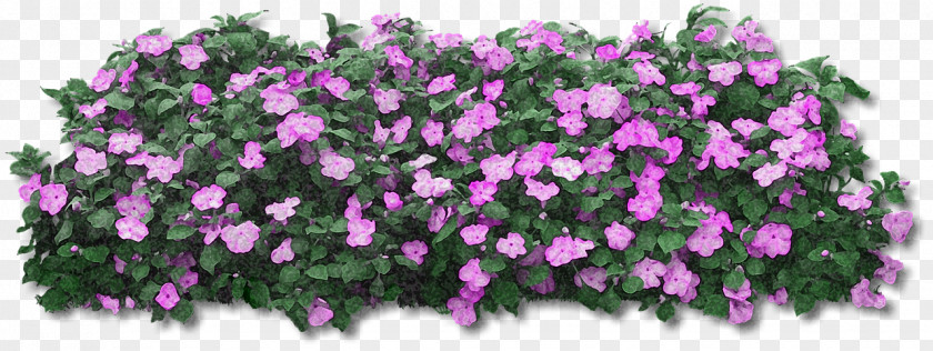 Flower Petunia Desktop Wallpaper PNG