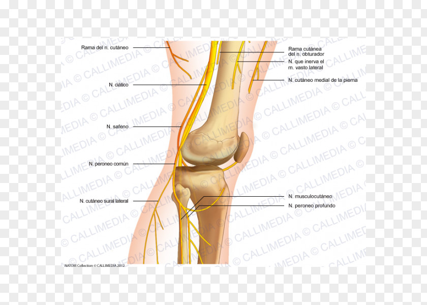 Knee Pain Thumb Common Peroneal Nerve Human Anatomy PNG