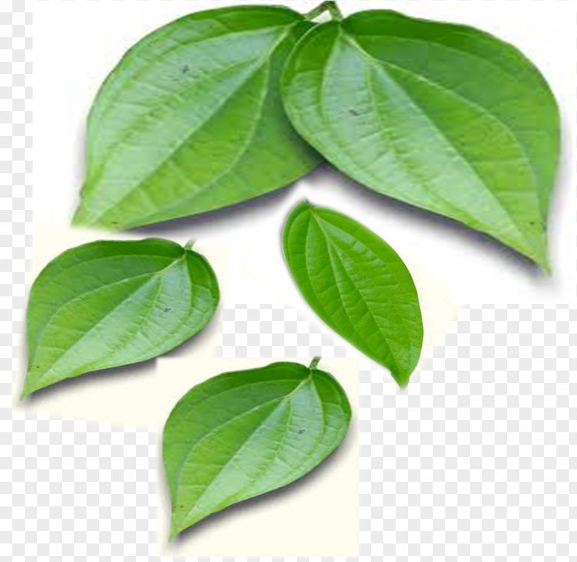 Leaf Paan Betel Juice Oil PNG