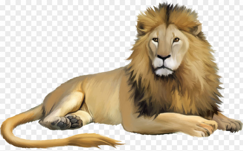 Lion Cartoon Animal Illustration PNG