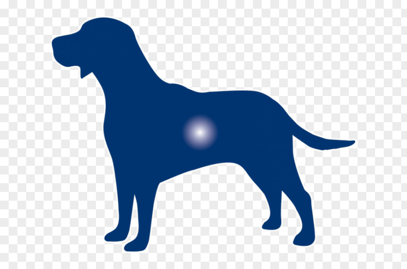 Puppy Labrador Retriever Dog Breed Sporting Group PNG