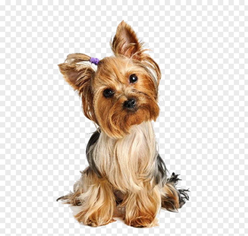 Puppy Yorkshire Terrier Boston Airedale Maltese Dog PNG