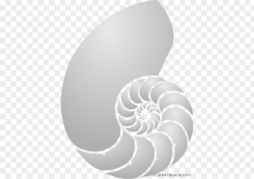 Seashell Nautilidae Clip Art Vector Graphics Chambered Nautilus PNG