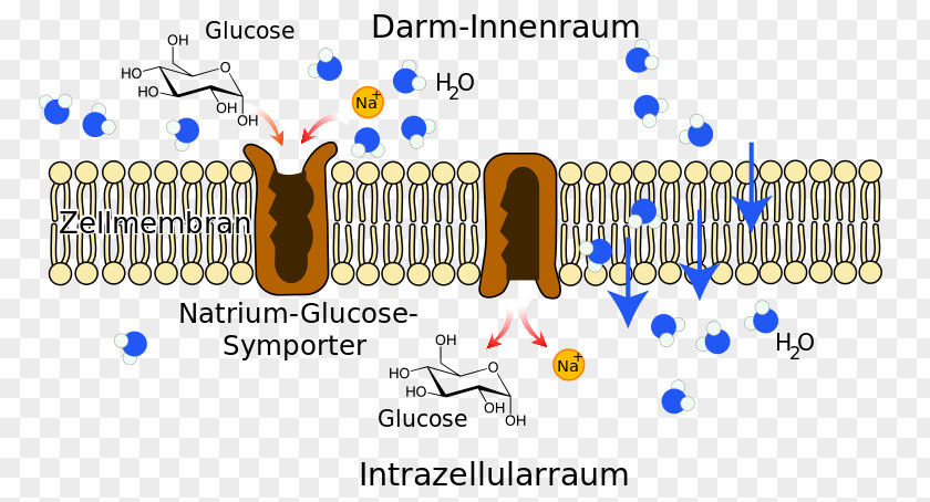 Symporter Sodium-glucose Transport Proteins Cotransporter SLC5A1 PNG